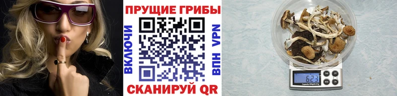 Купить  Зарайск  Псилоцибиновые грибы Psilocybine cubensis 